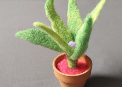 Green with Pink Soil | approximately 5" high